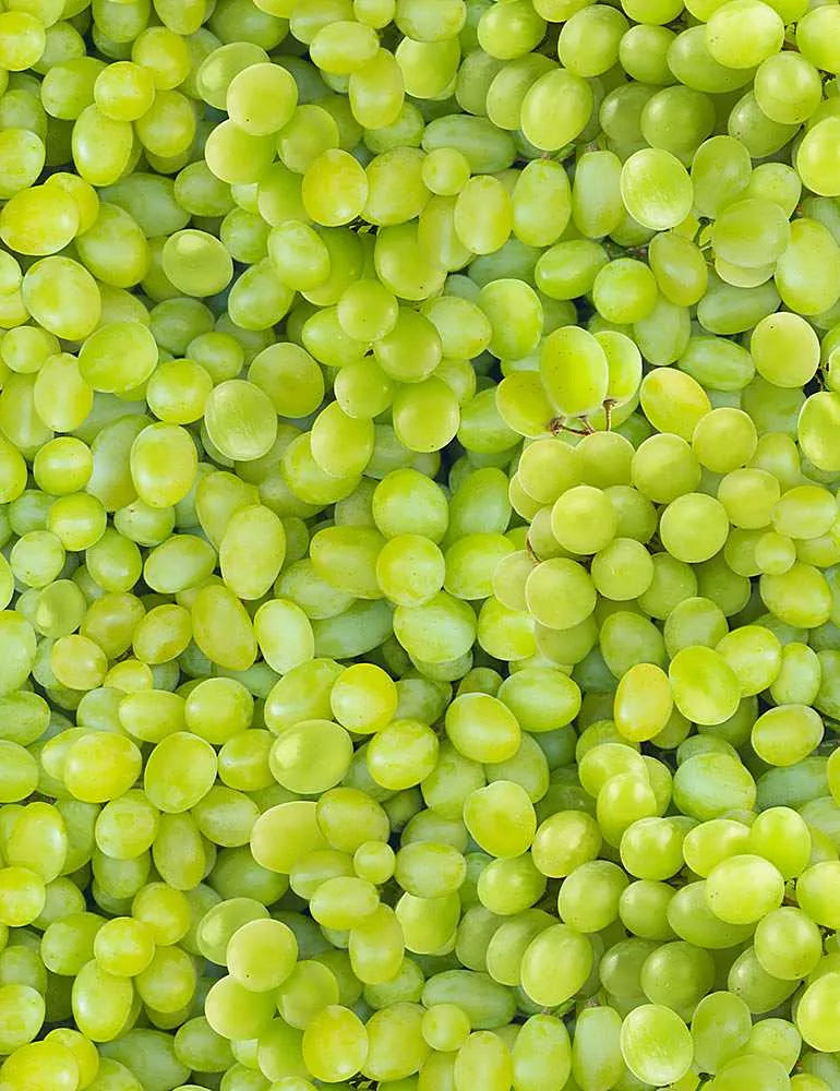 Trésors intemporels - Raisins verts emballés - FRUIT-CD1373
