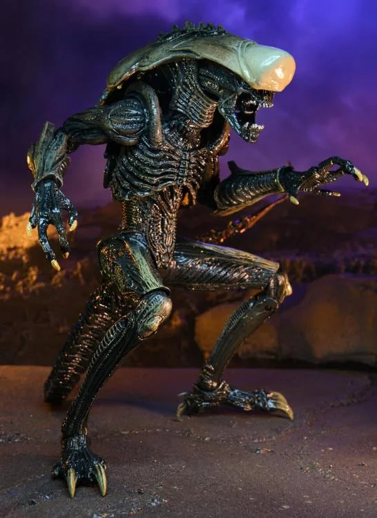 Neca - Alien vs. Predator Chrysalis (Déco Cinéma) Figurine