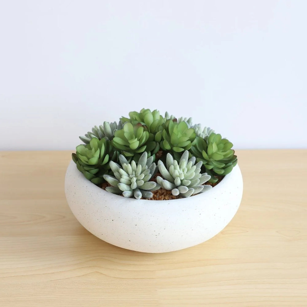 Arrangement de fausses succulentes Zed dans un pot blanc bas 7,1 po