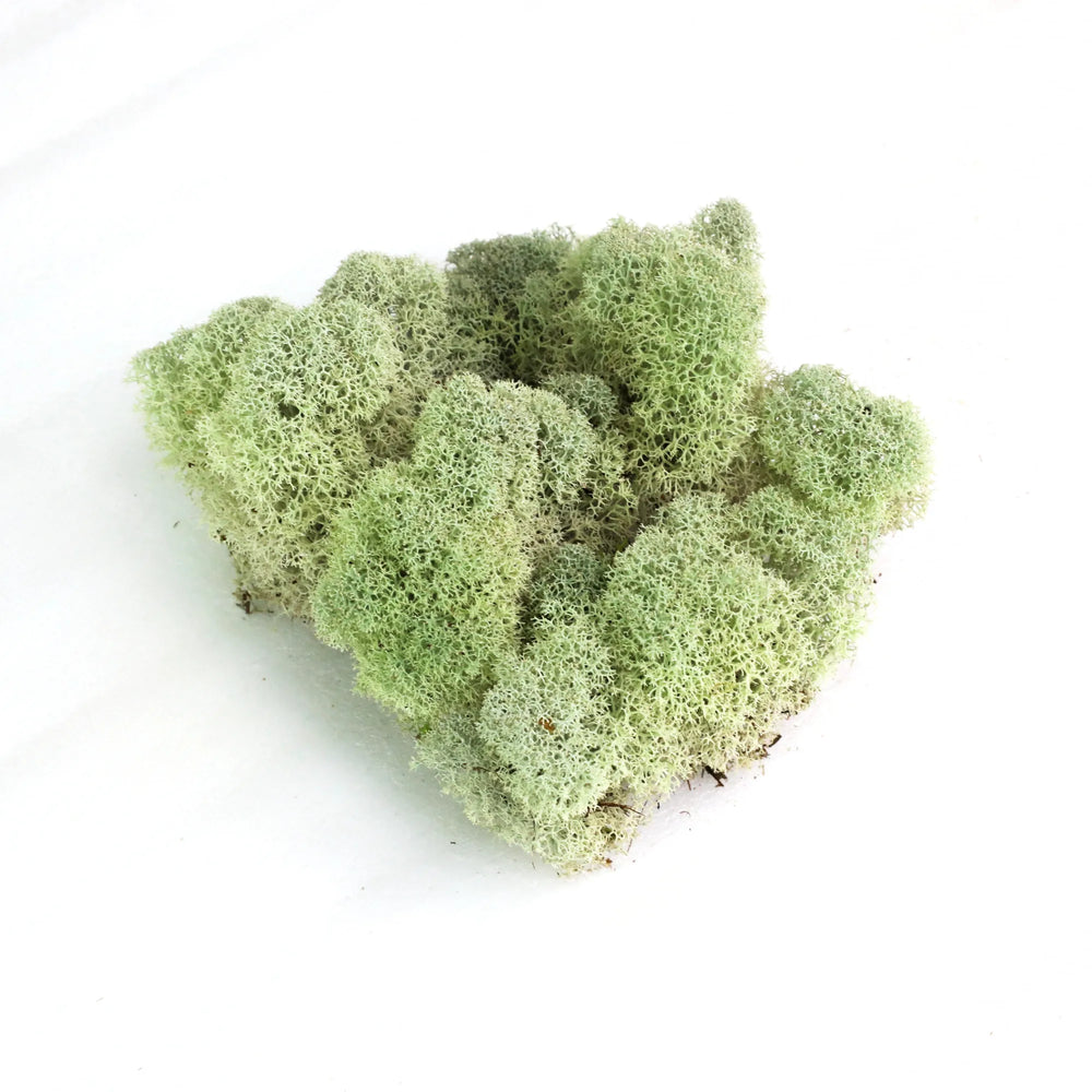 Natural Canadian Reindeer Moss - Revita™-Moss