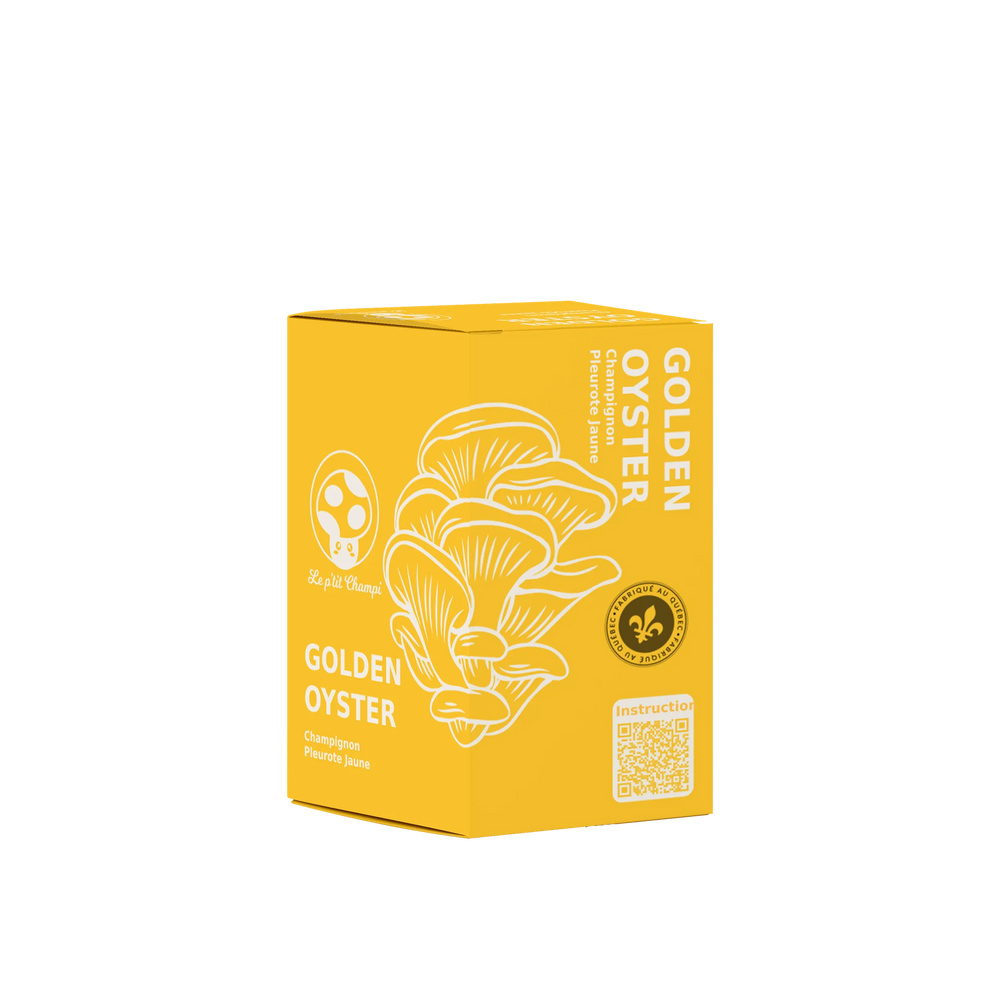 Golden Oyster Mushroom Kit