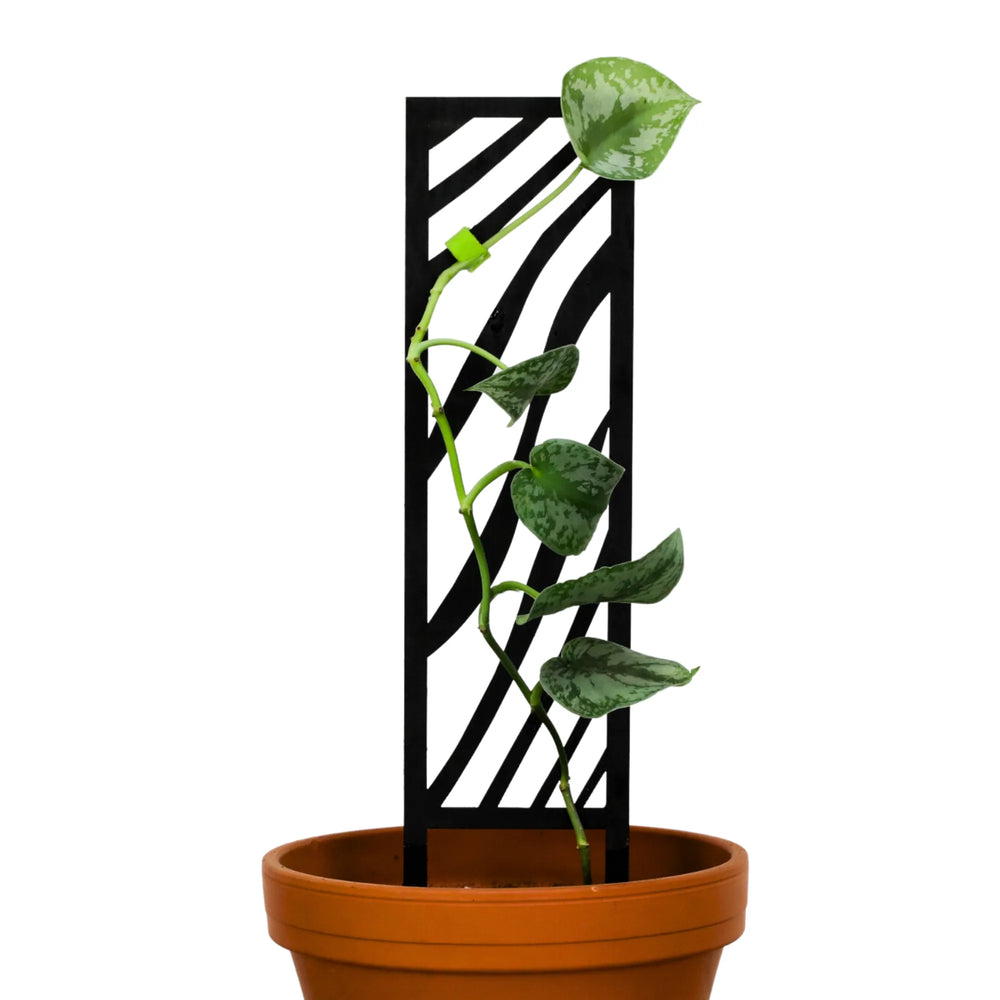 Trellis en bois Zèbre