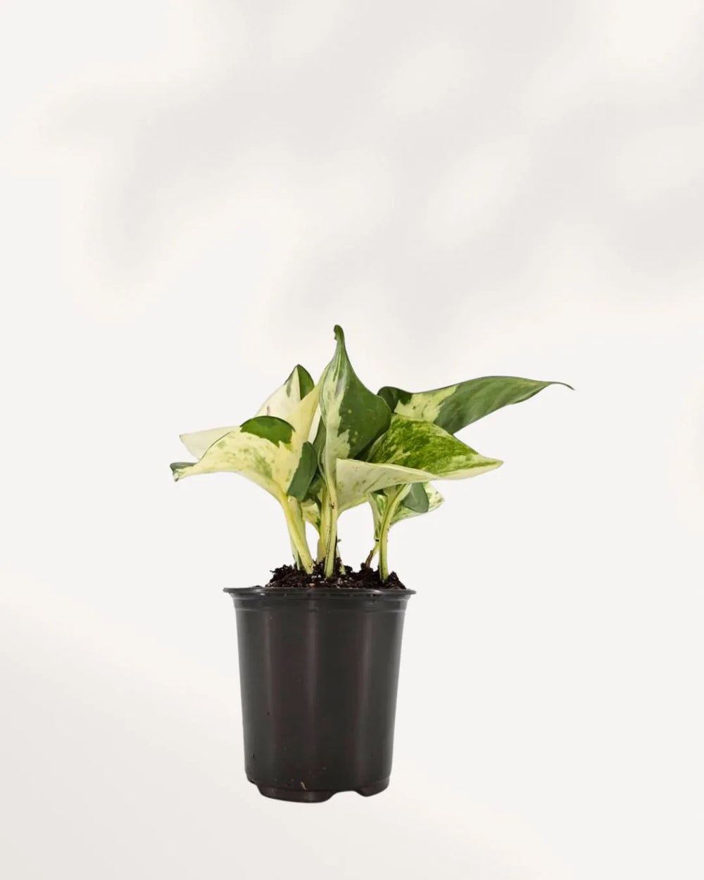 Pothos Majula - Epipremnum Aureum Manjula