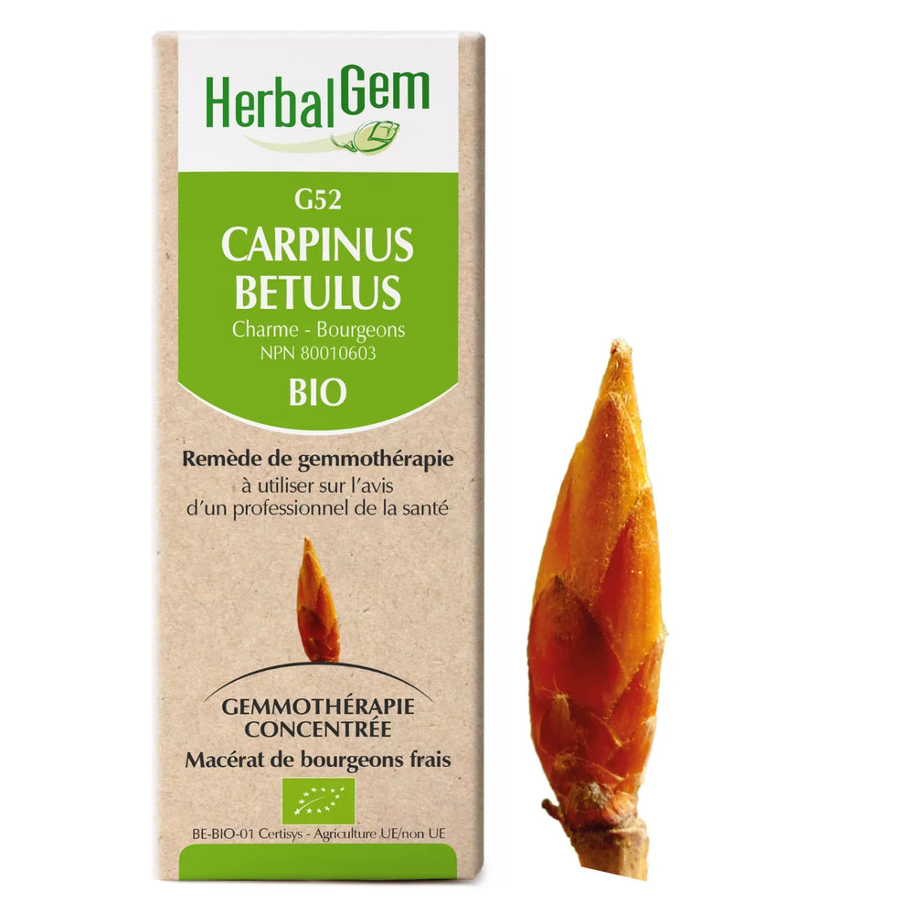 G52 - Carpinus Betulus - Hornbeam