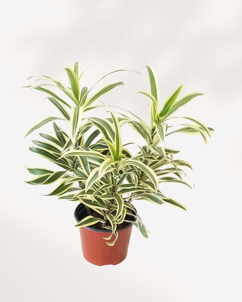 Dracaena Reflexa 'Song of India' Indoor Plant
