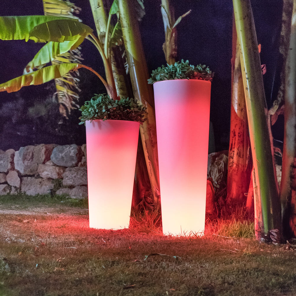 Ficus<br> Solaire et rechargeable