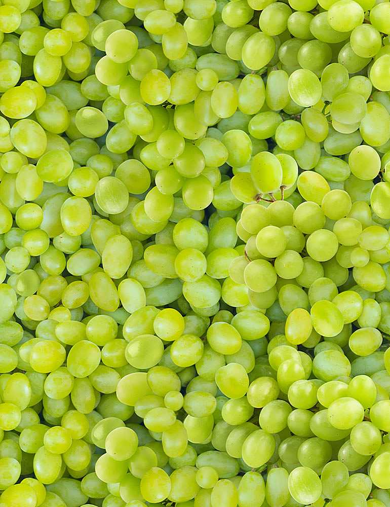Trésors intemporels - Raisins verts emballés - FRUIT-CD1373