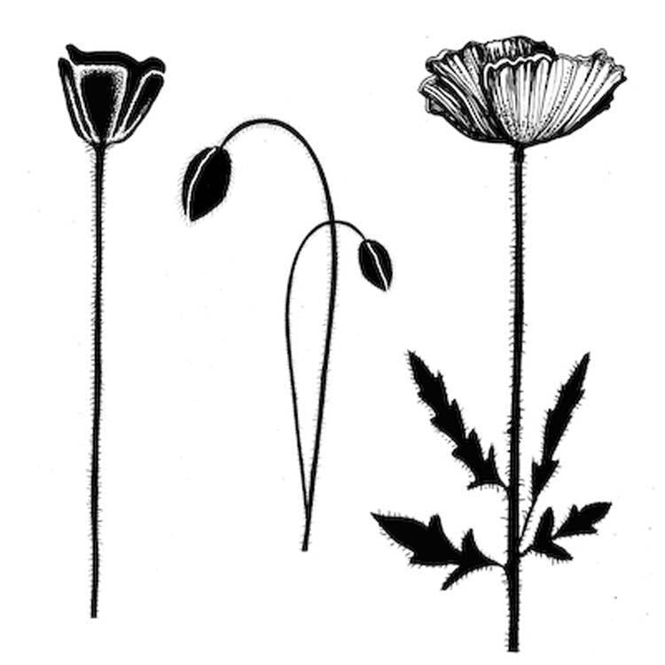 Lavinia Stamps - Group Poppies — Ecstasy Crafts