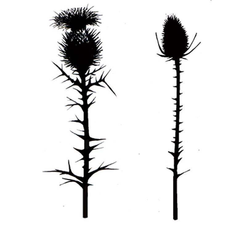 Lavinia Stamps - Thistles — Ecstasy Crafts