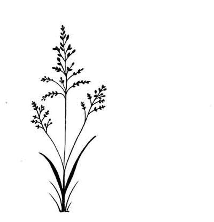 Lavinia Stamp - Field Grass — Ecstasy Crafts