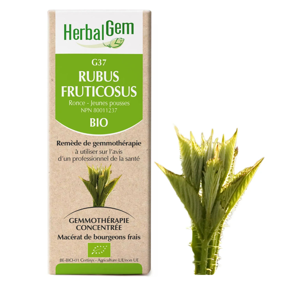G37 - Rubus fruticosus - Blackberry