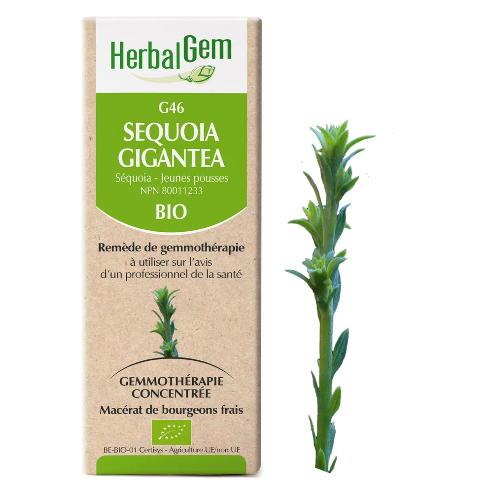 G46 - Giant Sequoia