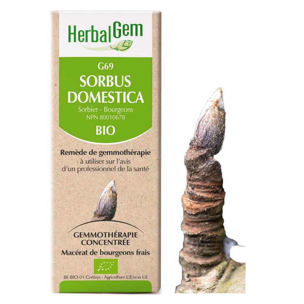 G69 - Sorbus domestica - Sorbier