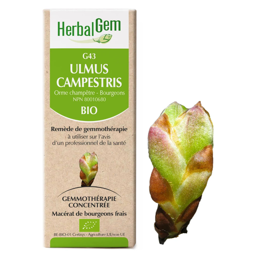 G43 - Ulmus Campestris — Unytii - Suppléments et Produits Naturels