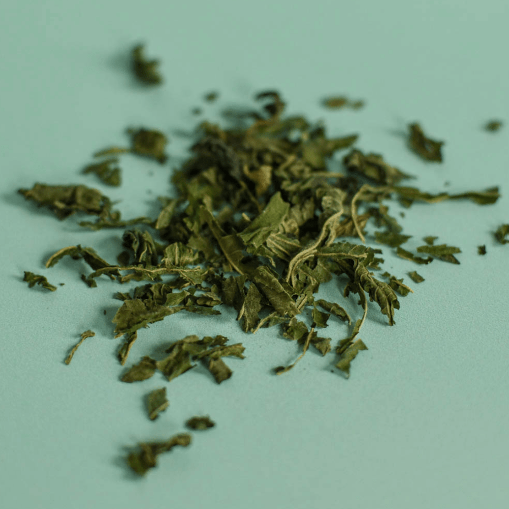 Stinging Nettle
