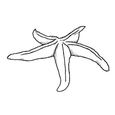 Tampon encreur "Frog's Whiskers" - Étoile de mer