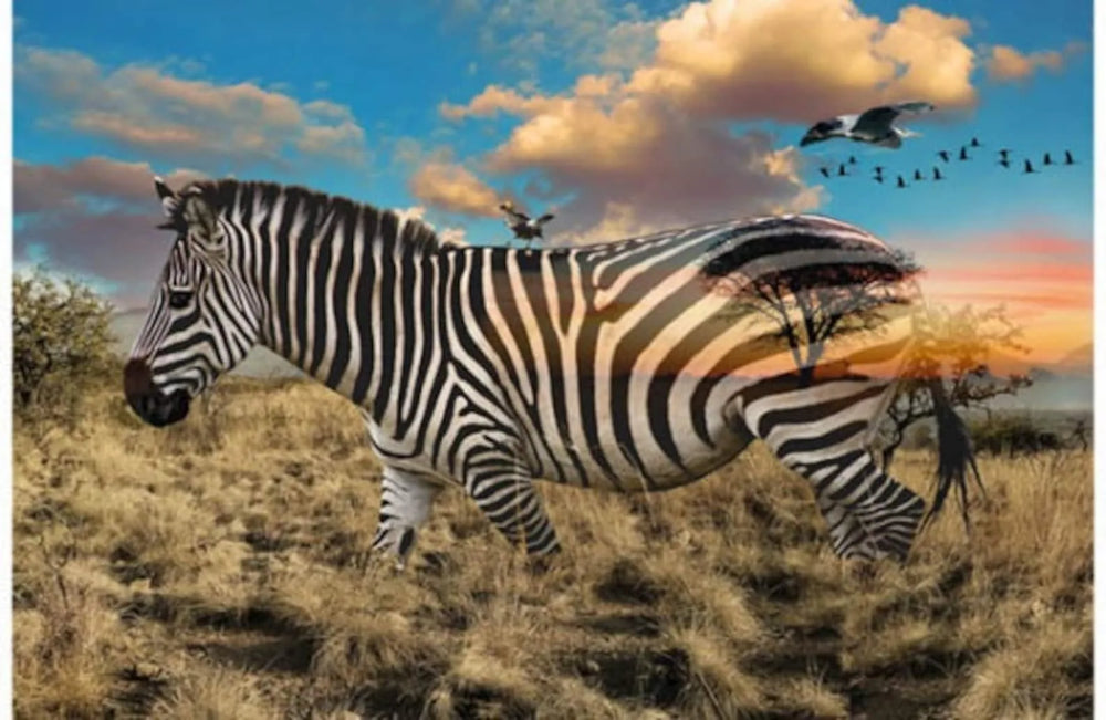 Hoffman Fabrics - Call of the Wild - Zebra