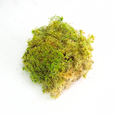 Mousse de sphaigne canadienne naturelle - Revita-Moss