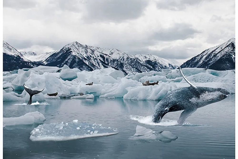 Hoffman Fabrics - L'appel de la nature - Panneau Baleine Arctique #2