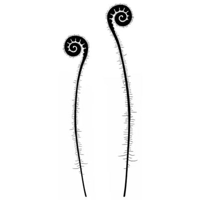 Tampon Lavinia - Têtes de Fougères