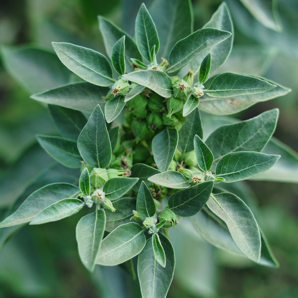 ASHWAGANDHA ROOT POWDER