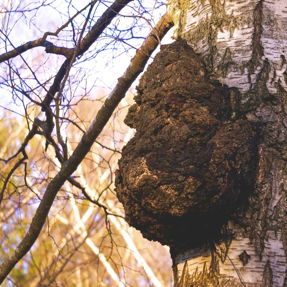 CHAGA MUSHROOM CHUNKS — THE NEW NEW AGE