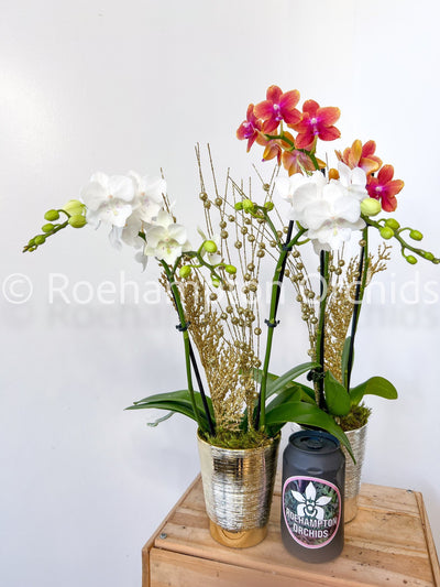 Enchanted Holiday Orchid