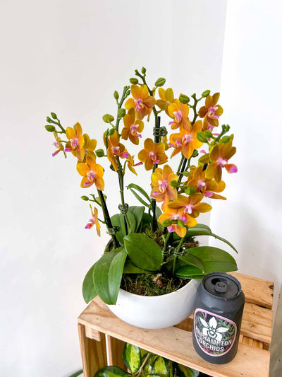 Mini Orchid Bowl