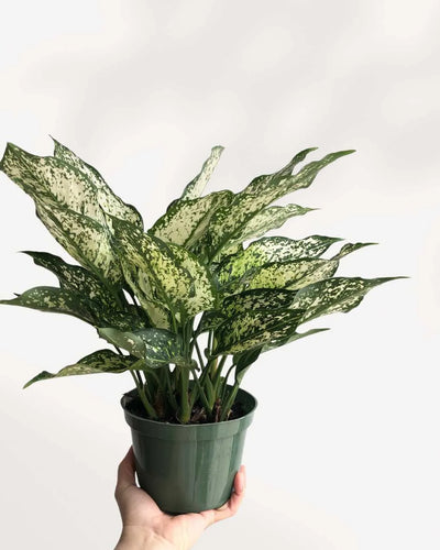 Chinese Evergreen Spring Snow