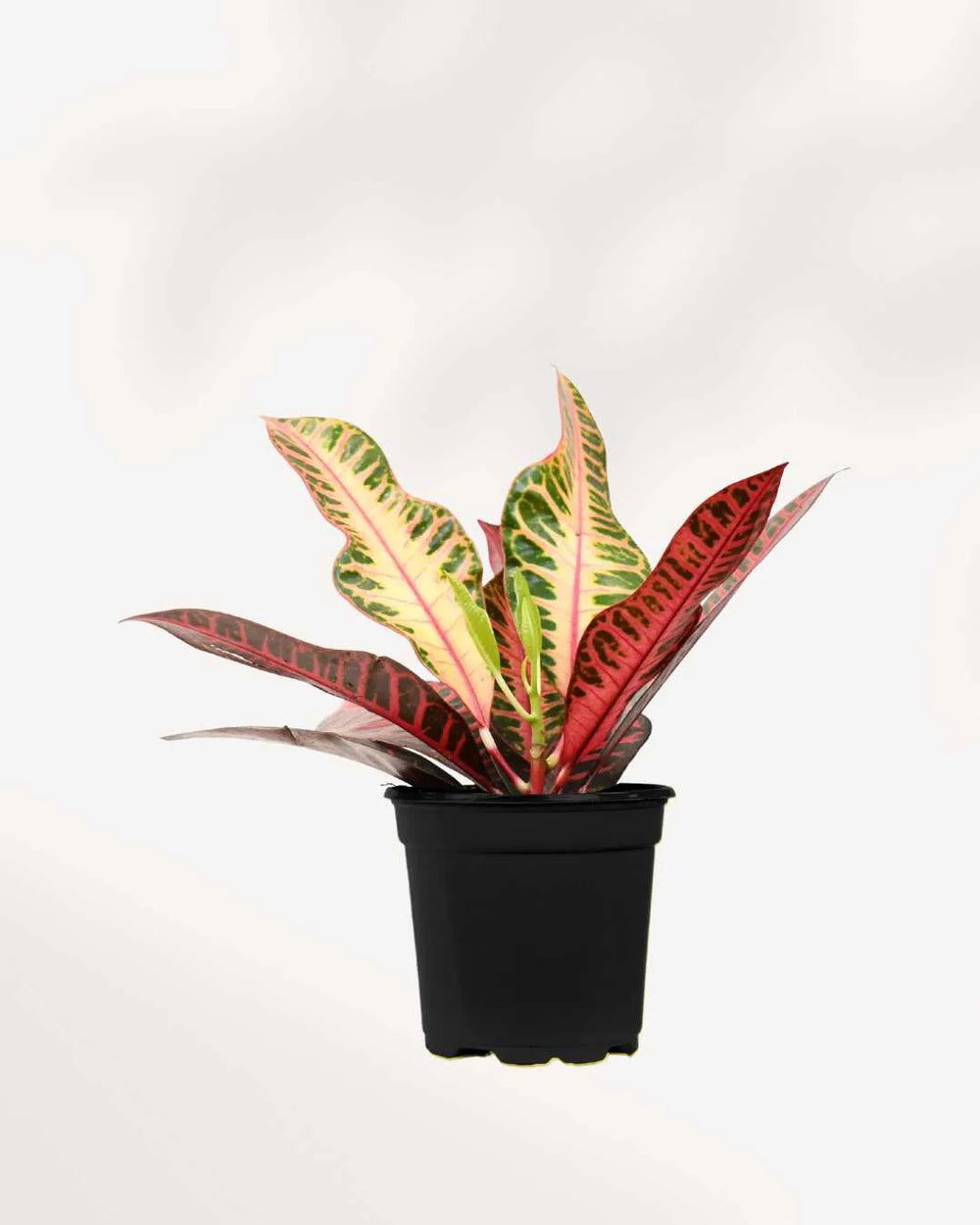 Croton Petra