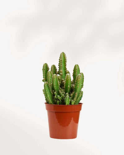 Cactus Cereus Fairy Castle