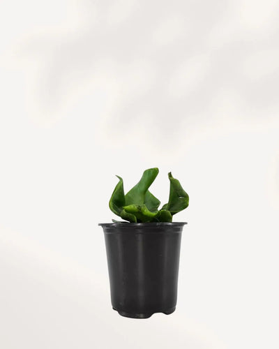 Cobra Fern