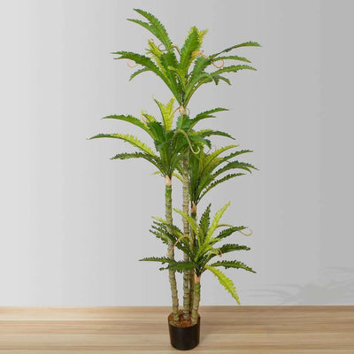 Plante en pot Fougère Nid d'oiseau Alba 5,2 pi
