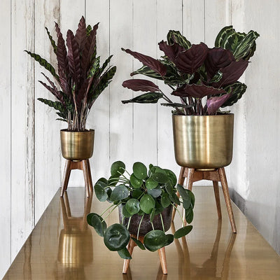 Atzi - Jardinière en bois tourné style Mid-Century avec pieds en laiton (Plusieurs tailles)