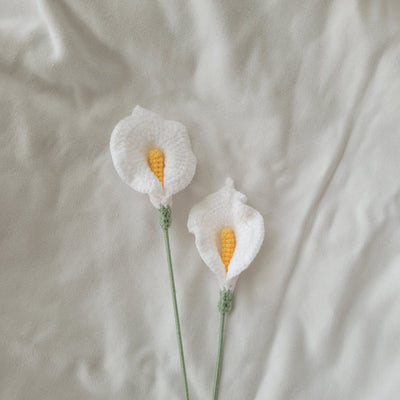 Lys Calla