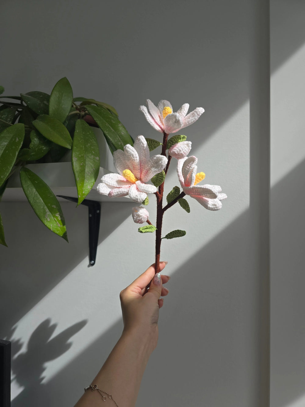 Brindille de Magnolia
