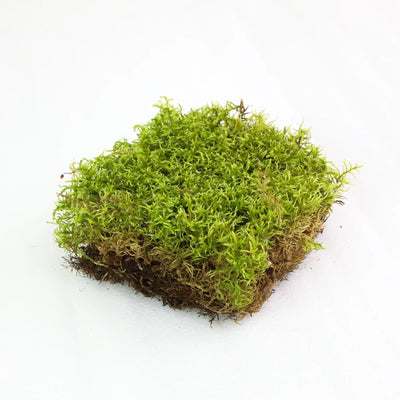 Mousse naturelle des forêts canadiennes - Revita-Mousse™ (Pleurozium schreberi)
