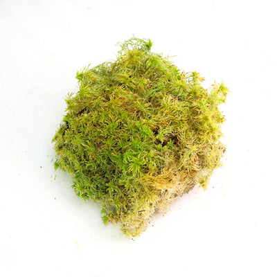 Mousse de sphaigne canadienne naturelle - Revita-Moss