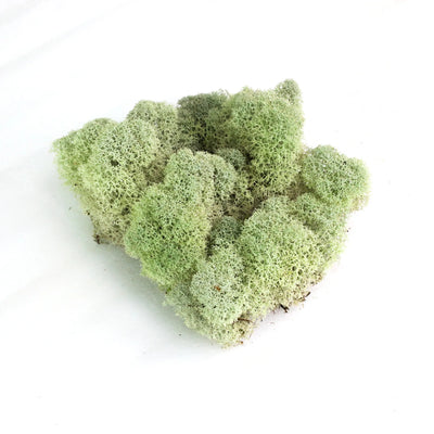 Natural Canadian Reindeer Moss - Revita™-Moss