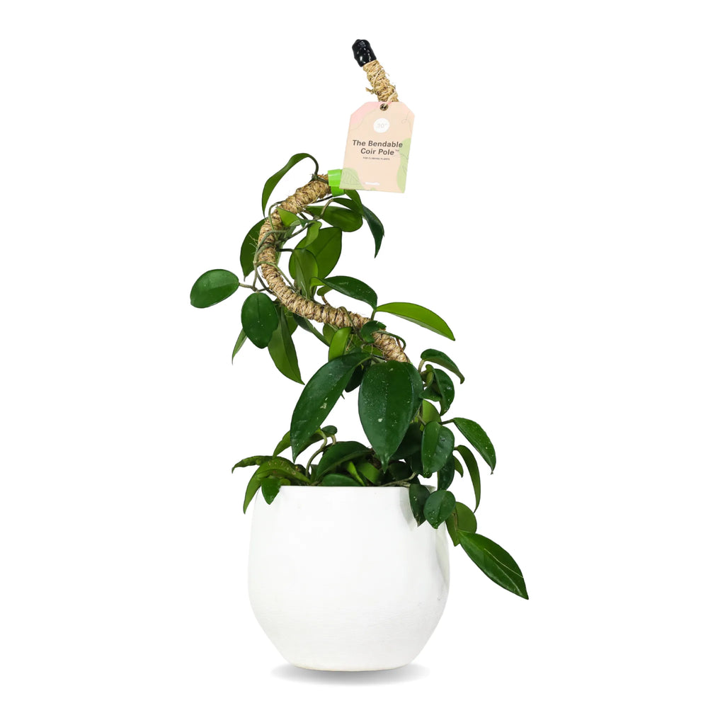 Le Poteau Original Flexible en Fibre de Coco™ - Meilleure Vente (Ruban Inclus)