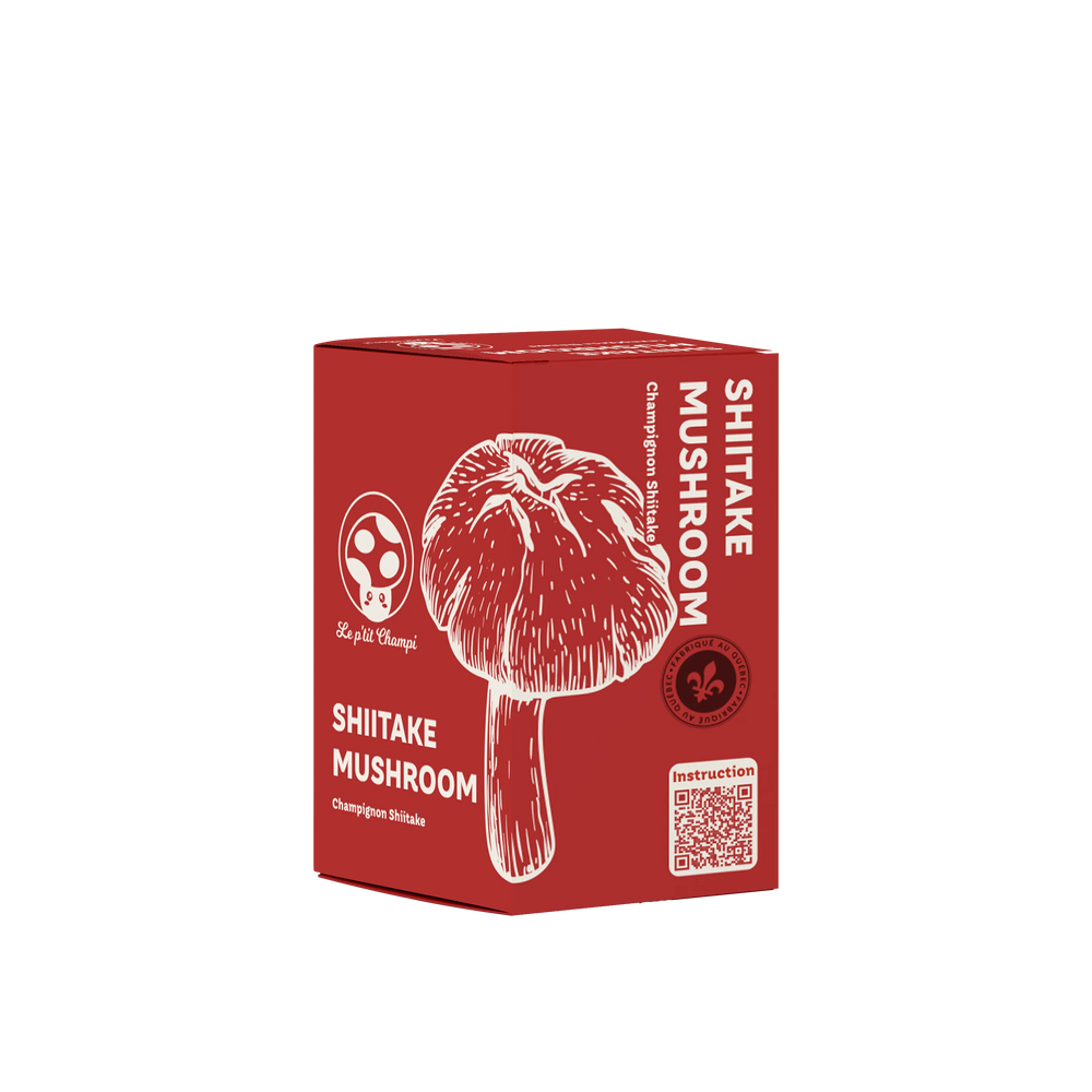 Kit de champignons Shiitake
