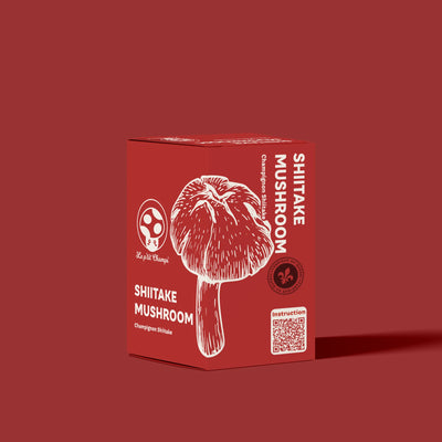 Kit de champignons Shiitake