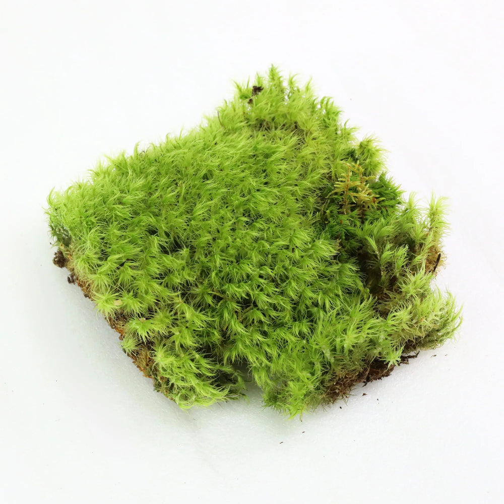 Mousse Revitalisante - Mood Moss (Dicranum)