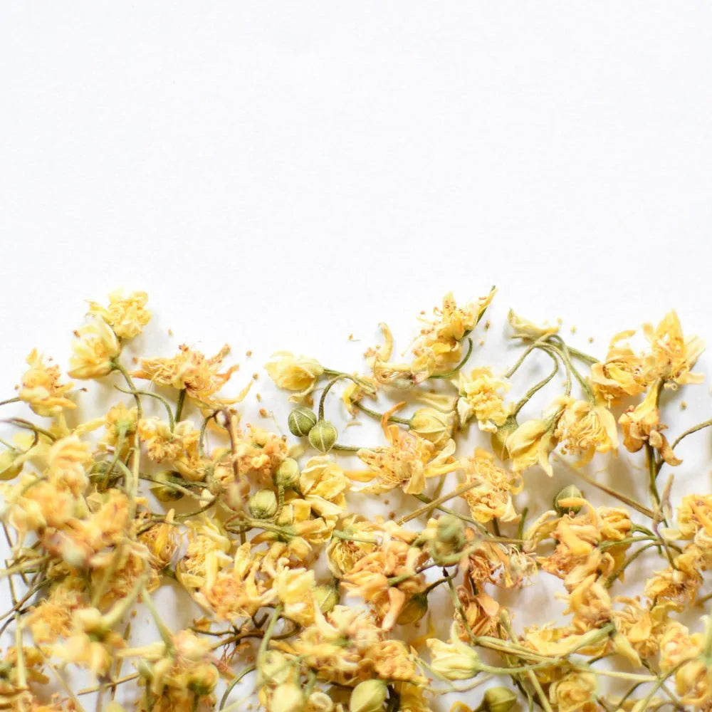 Linden Flower