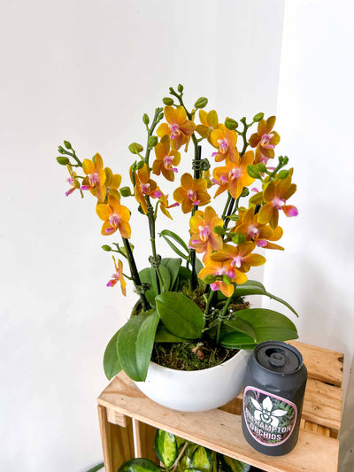 Mini orchidée en pot