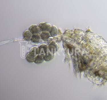 Apocyclops Live Copepods - Reef Pulse