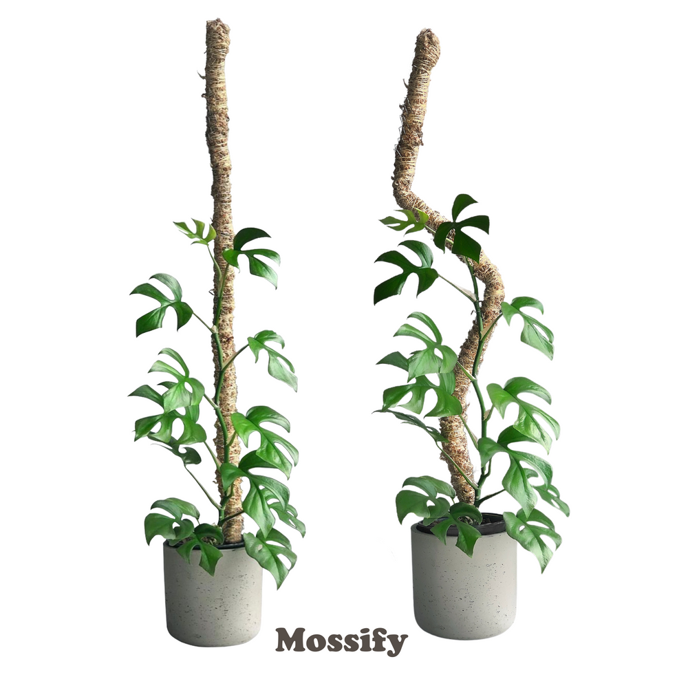 Le Poteau de Mousse Flexible Original™ - Meilleure Vente (Broches incluses)