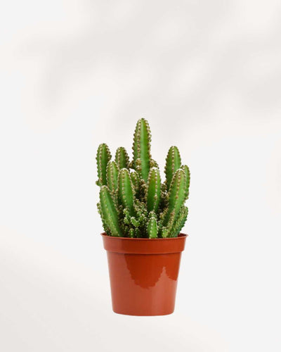Cactus Cereus Fairy Castle