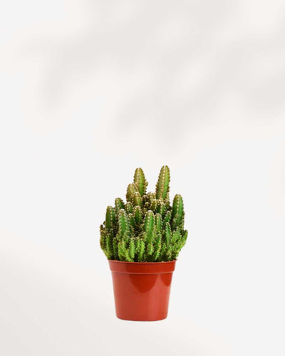 Cactus Mystery Box