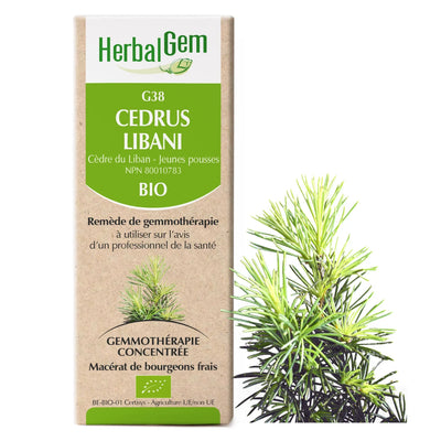 G38 - Cedrus Libani - Cèdre du Liban